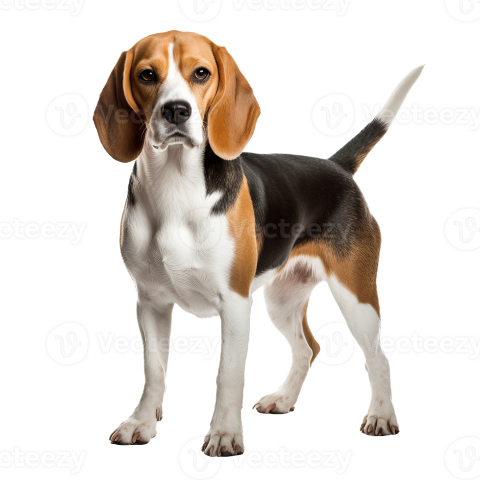 A Beagle dog depicted in full body view against a transparent backdrop, showcasing its tri-colored coat and distinctive hound features. png