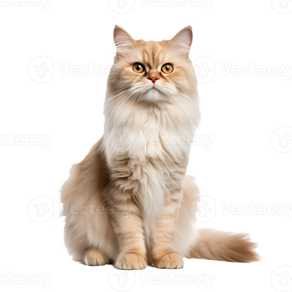 Full-bodied Persian cat with a luxuriant fluffy coat and piercing eyes, elegantly posed, isolated on a clean transparent background. png
