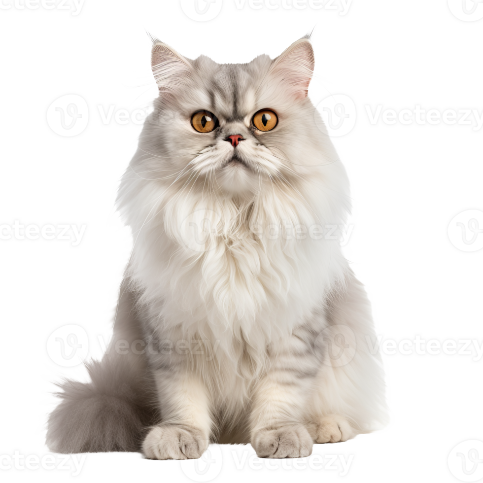 Persian cat showcased in entirety, poised gracefully, set against a clear, transparent backdrop. png