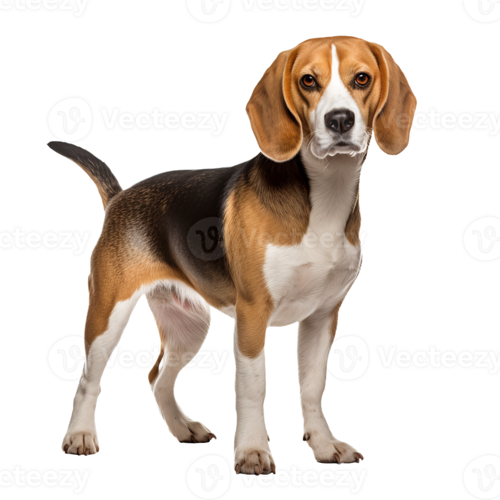 A Beagle dog stands in full view, its tricolor coat vivid against the transparent background, showcasing its perky ears and friendly demeanor. png