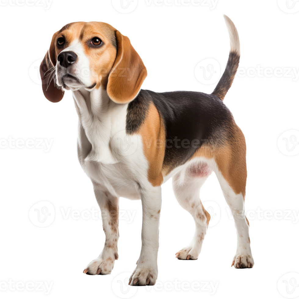 Beagle dog standing, displaying full body, clear defined features, on a transparent background for versatile use. png