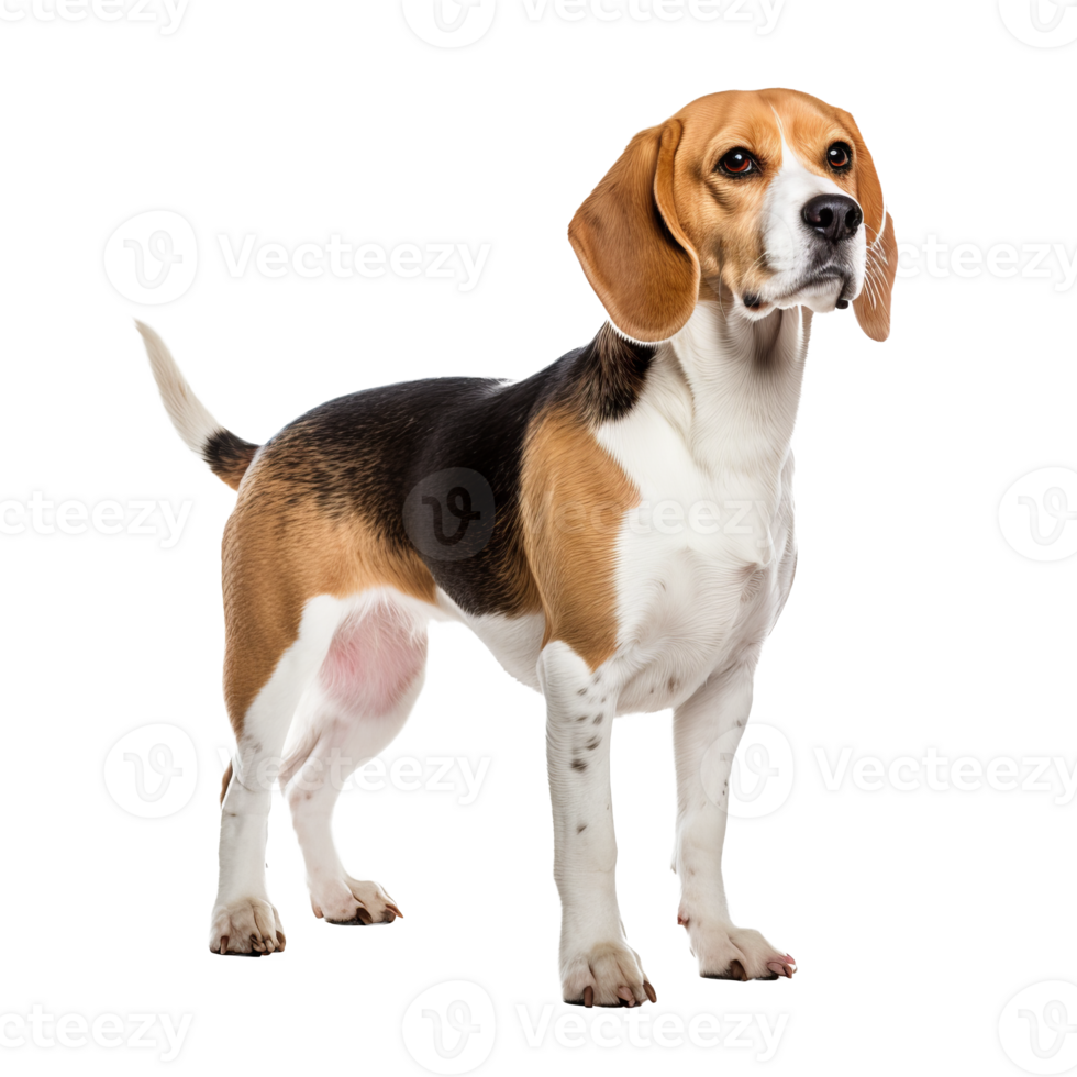 A Beagle dog stands in full view, its tri-color coat vividly displayed against a transparent background, capturing the breed s spirited essence. png