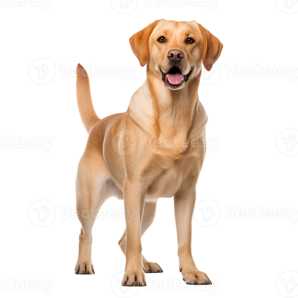 A full-body image of a Labrador Retriever, well-defined and displayed against a transparent background for versatile use. png