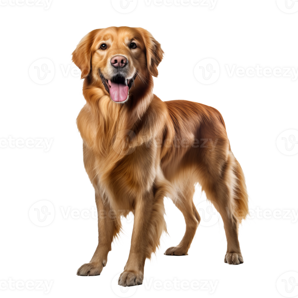 Golden retriever dog stands in full profile, displayed against a transparent backdrop with its fur color gleaming. png