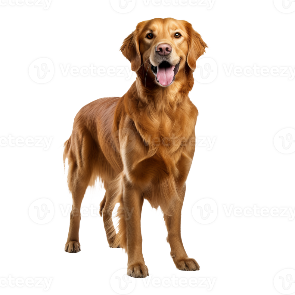 Golden retriever stands in full view, its fluffy coat shimmering, poised against a clear transparent backdrop. png