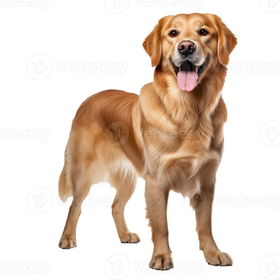 Golden retriever in full stance, displaying its lush coat and friendly demeanor against a clear backdrop. png
