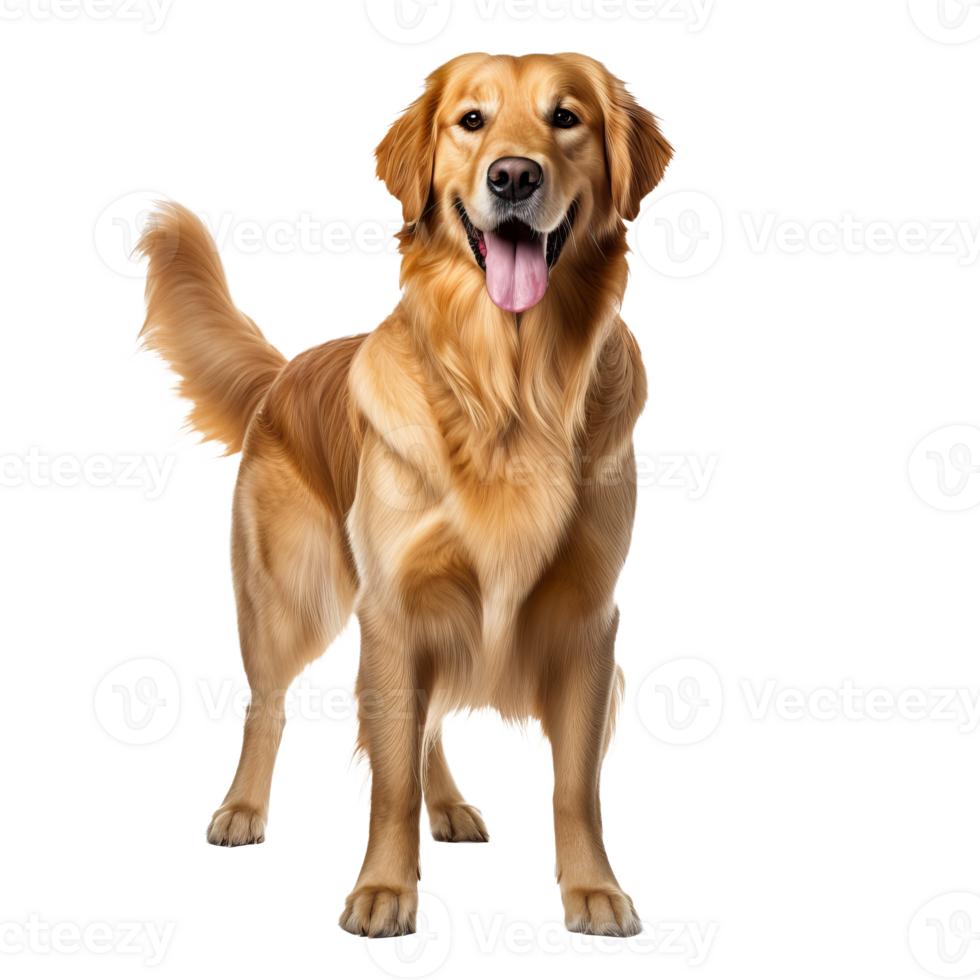 Golden retriever dog displayed in full body stance, isolated on a transparent background. png