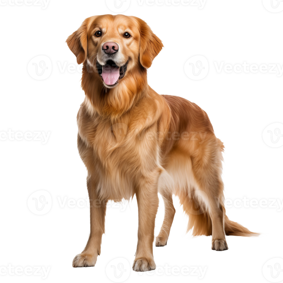 Golden retriever in full stance, with dense, wavy coat, on a transparent backdrop, showcasing its friendly demeanor. png