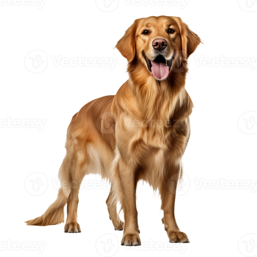 Golden retriever, full-bodied and fluffy on a transparent backdrop, exudes warmth and friendliness with its amiable stance. png