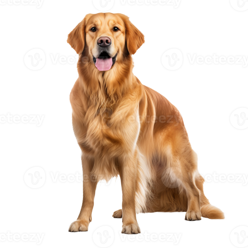 Golden retriever dog, full body displayed, stands on a clear transparent background, showcasing its friendly demeanor and lush coat. png