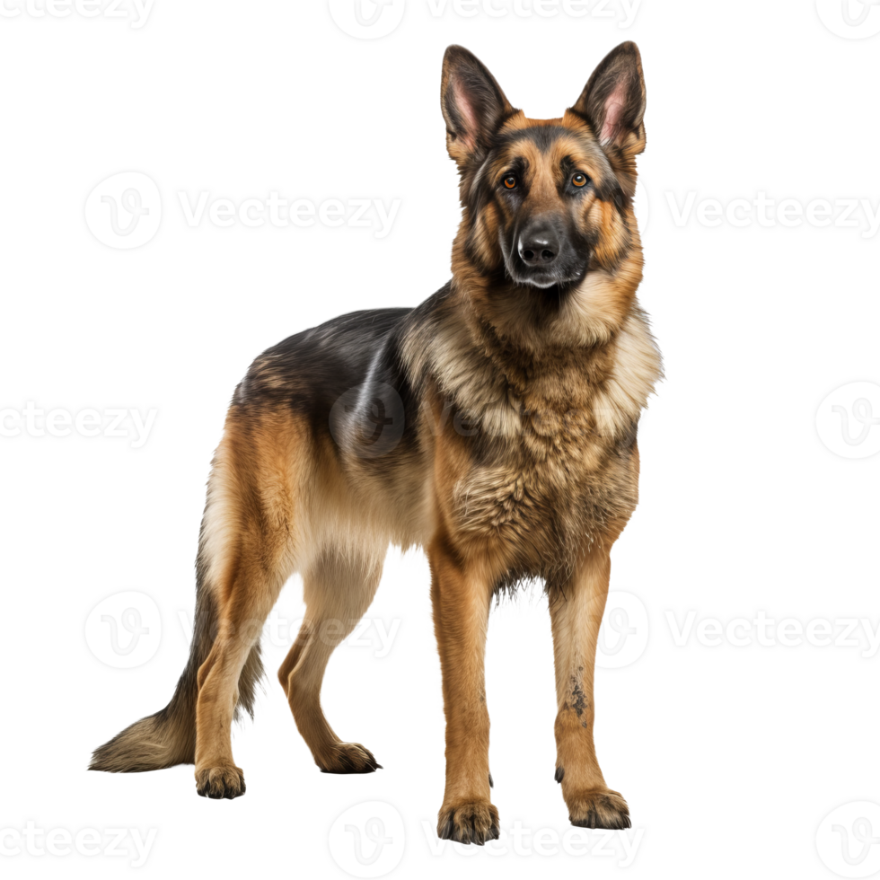A full-body illustration of a German Shepherd dog, standing alert and depicted in a lifelike stance, on a transparent background for versatile use. png