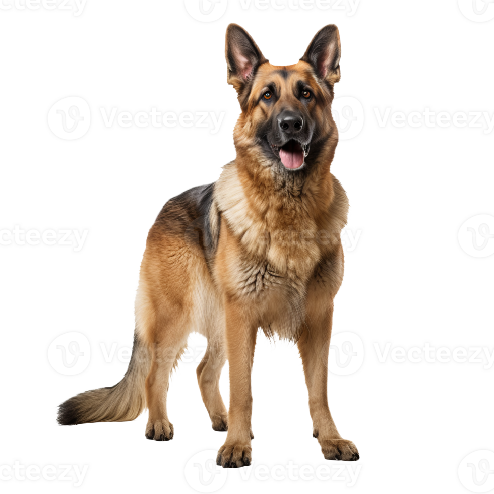 A full-bodied German shepherd stands alert, its silhouette crisp against a transparent backdrop, showcasing its robust physique and attentive gaze. png