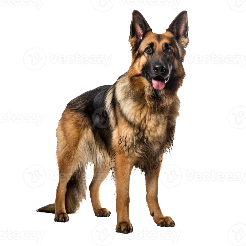 Full-body image of a German Shepherd dog standing alert, detailed fur texture, on a clean transparent background for easy overlay. png