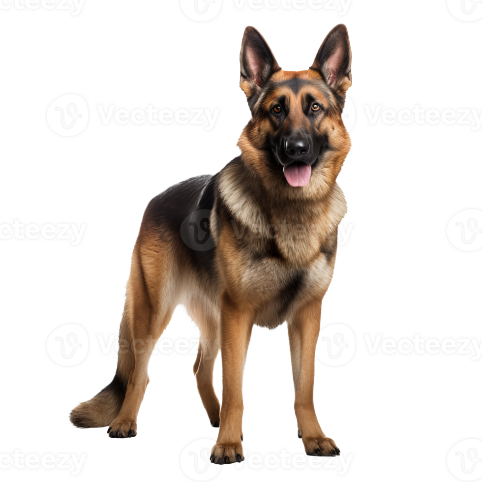 A full-body German Shepherd stands alert, its detailed silhouette portrayed against a transparent backdrop, showcasing its strong physique and keen demeanor. png