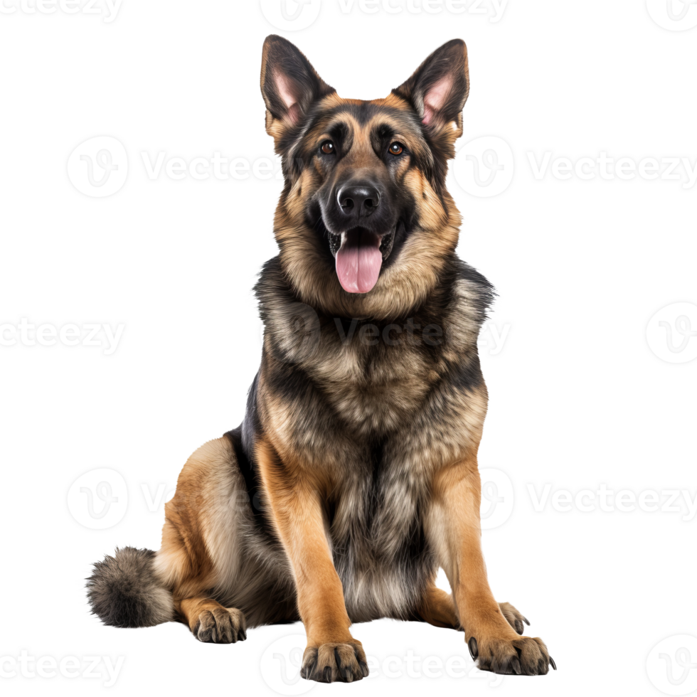 German Shepherd dog depicted in full body stance, elegantly poised on a transparent background for versatile use. png