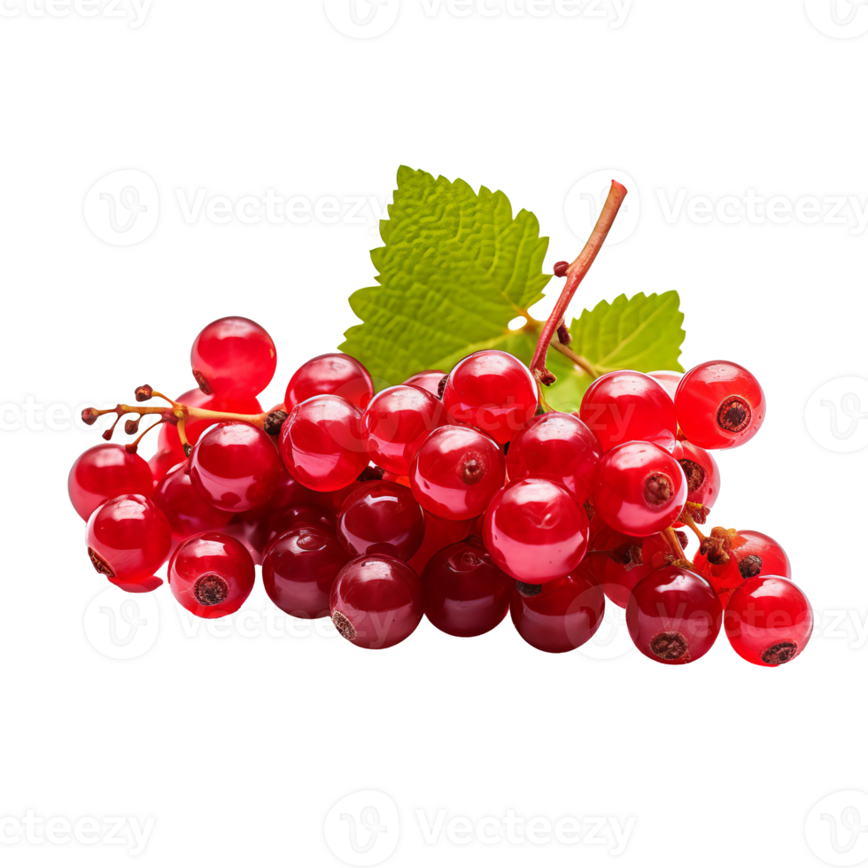 Full-bodied currant fruit graphic, luscious and ripe, detailed with a clear, transparent backdrop. png