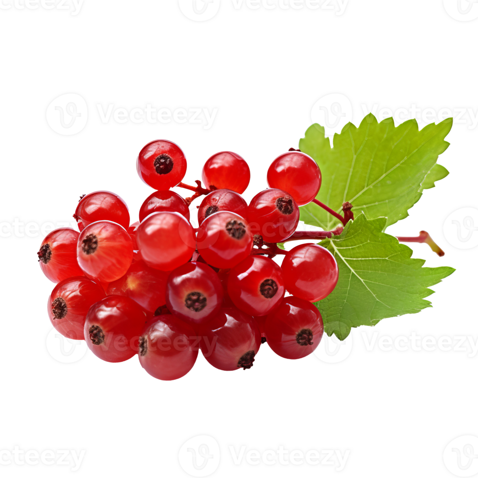 Ripe currant fruit with a detailed full body depiction isolated on a transparent background for versatile design use. png