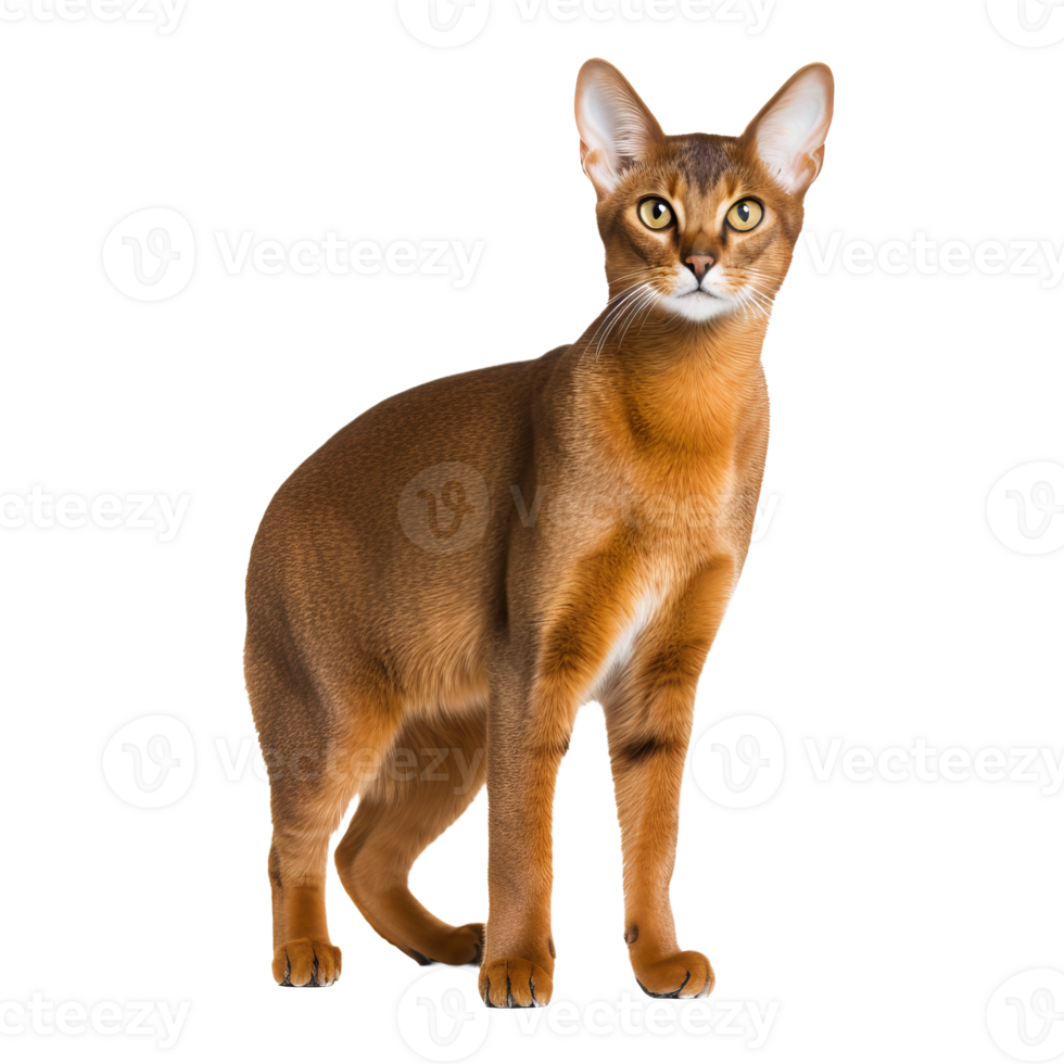 A full-bodied Abyssinian cat poised gracefully, its warm-hued fur and alert expression captured against a clear, transparent backdrop. png