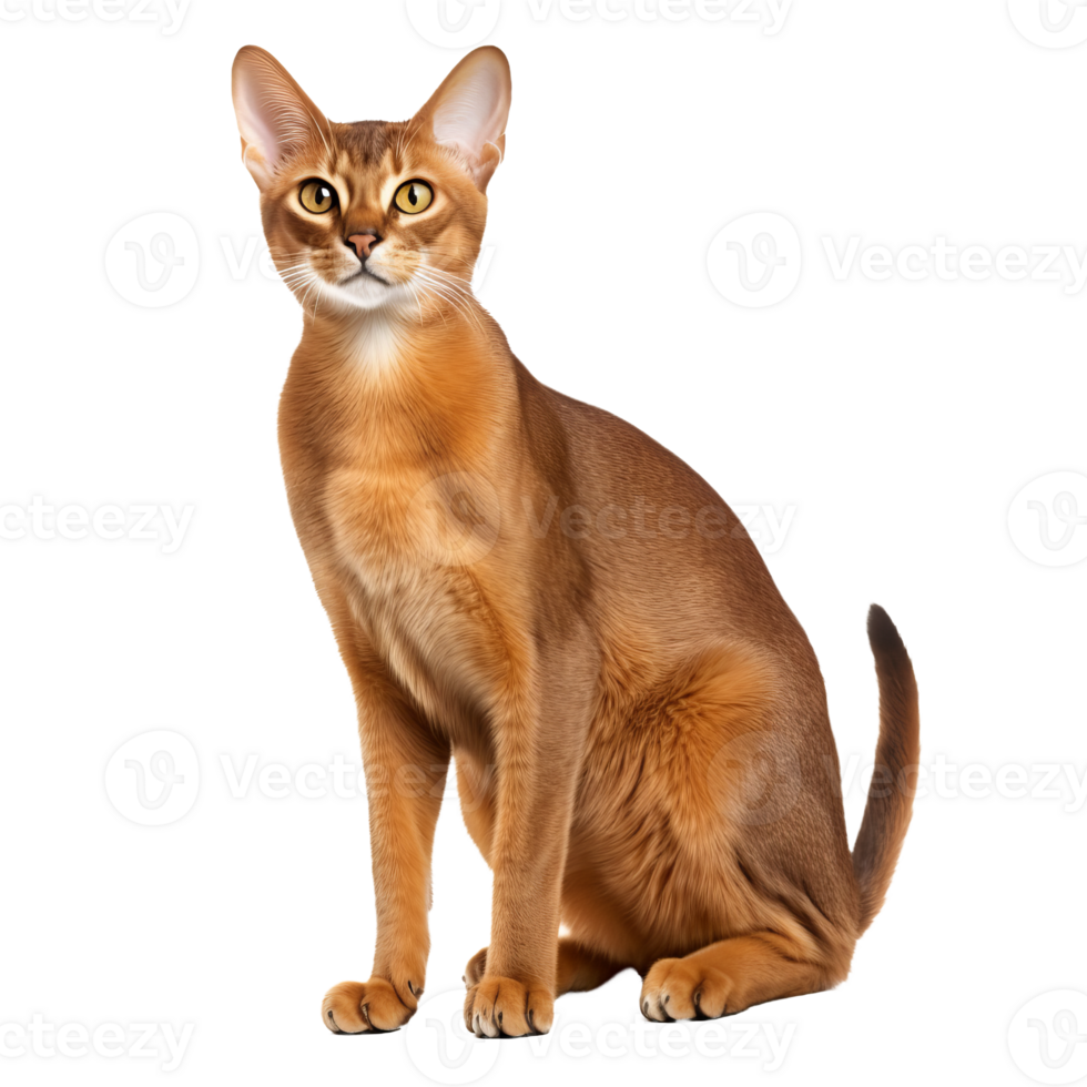 A sleek Abyssinian cat, with a ticked coat and alert expression, stands poised in full body view against a sheer background. png