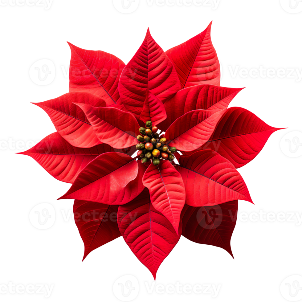 Christmas Poinsettia flower isolated on transparent background png