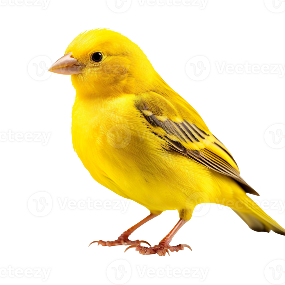 canary bird isolated on transparent background png