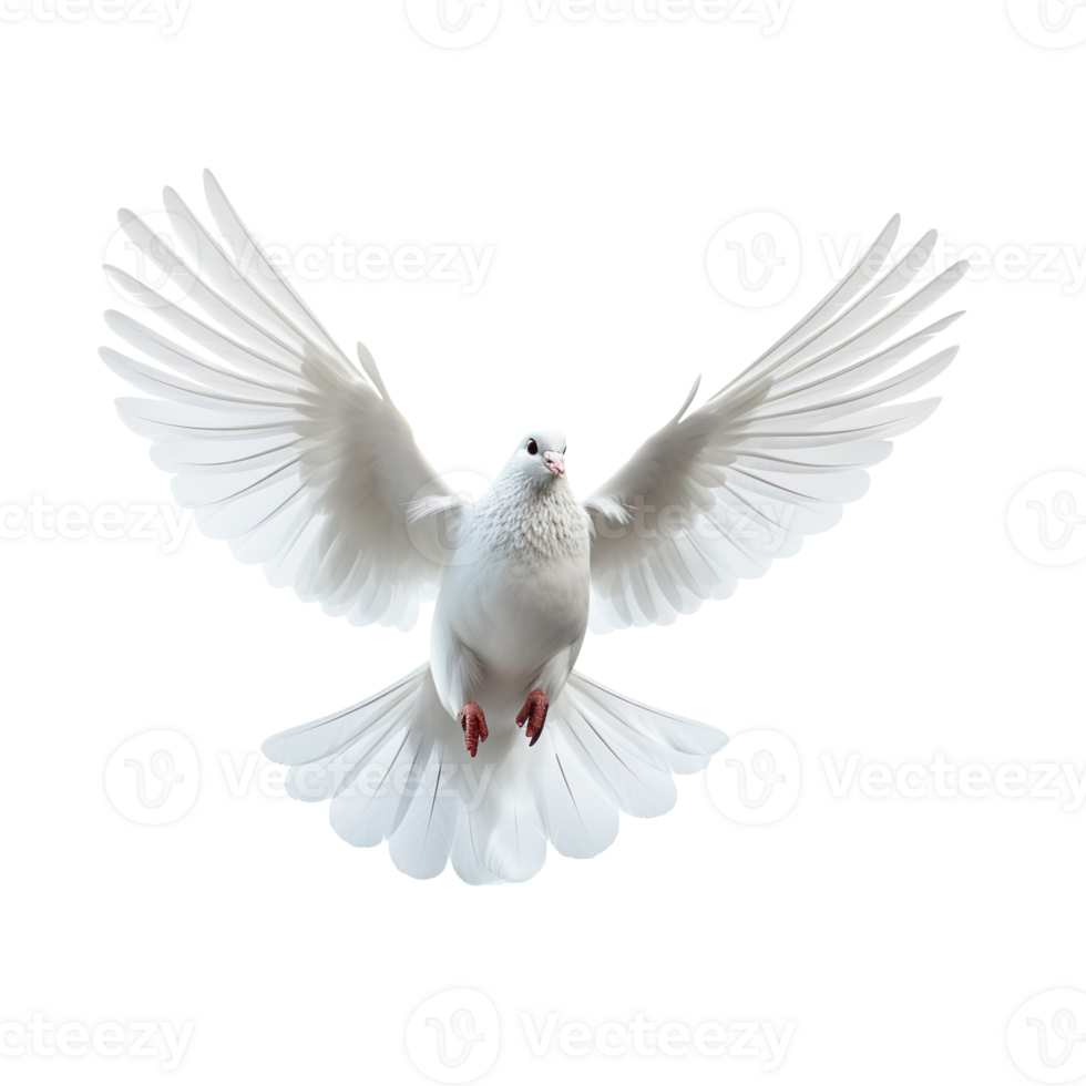 Dove Flying isolated on transparent background png