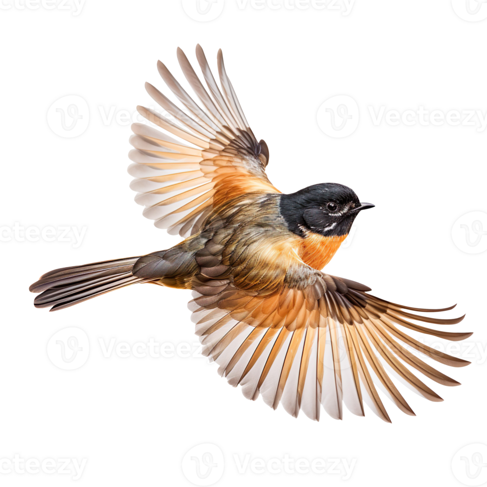 Fantail Bird in flight isolated on transparent background png