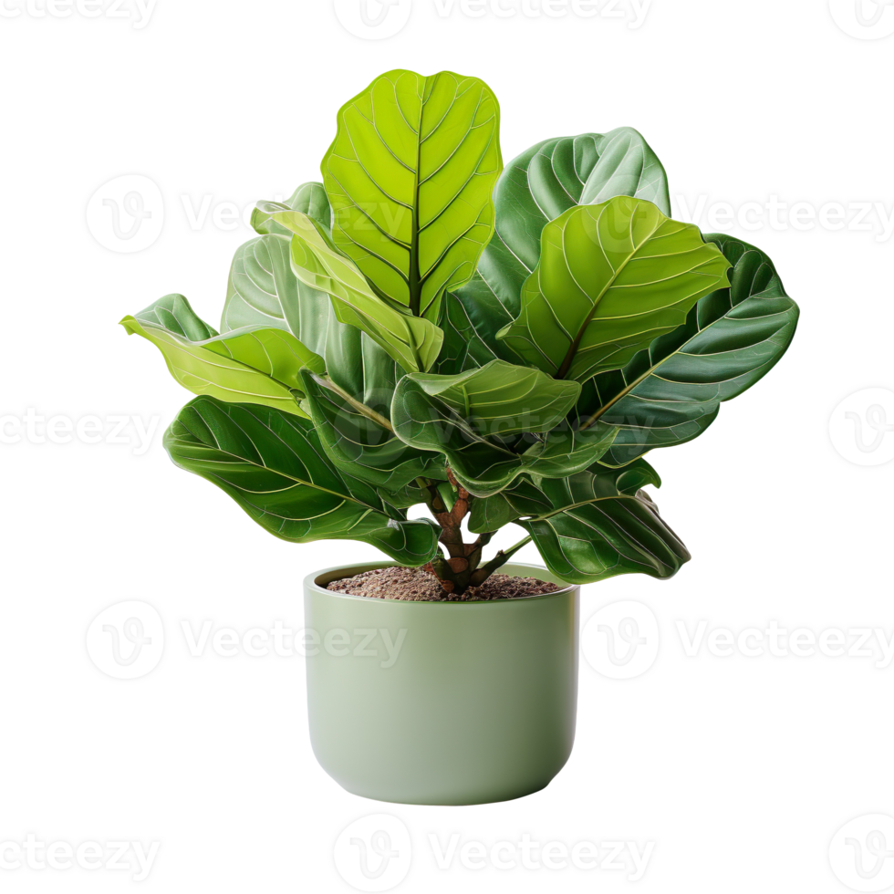 Fiddle Leaf Fig plant in a pot isolated on transparent background png