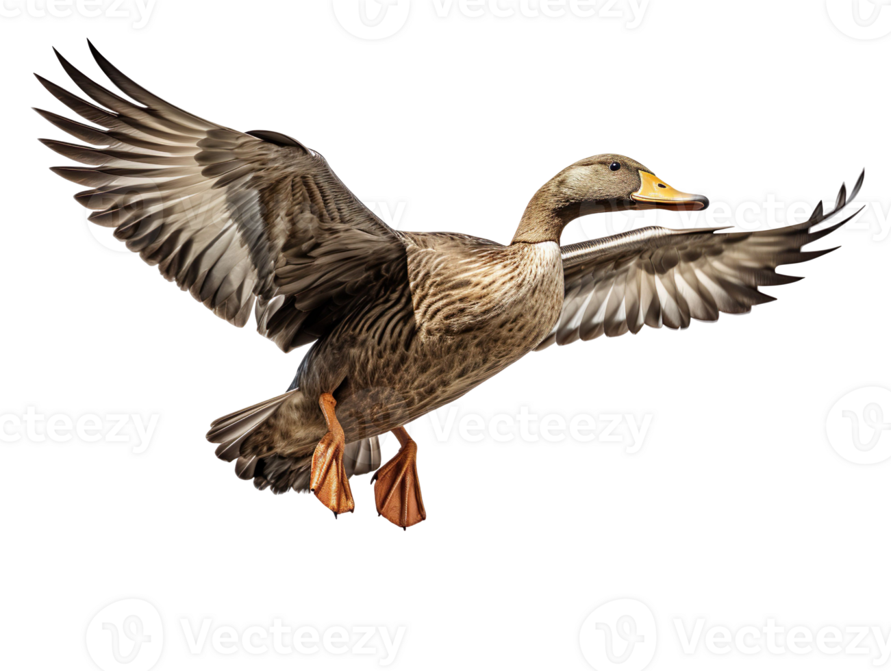 Flying duck isolated on transparent background png