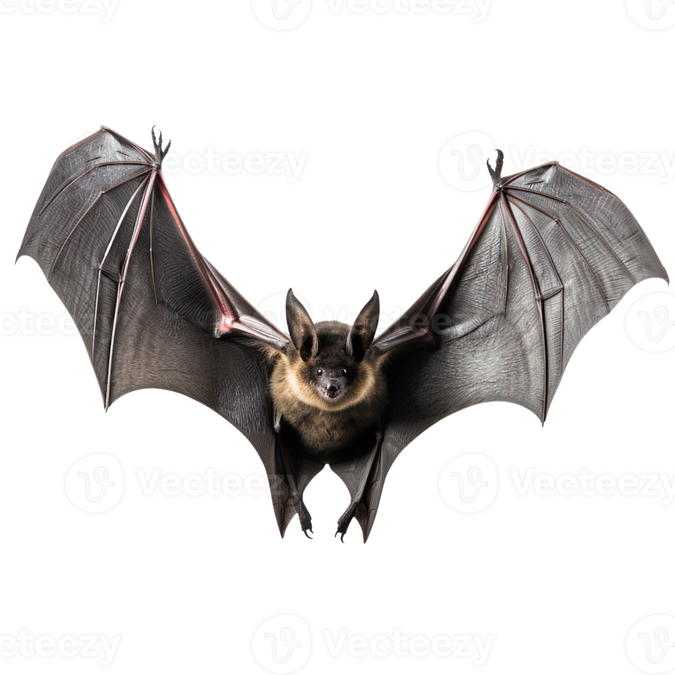 Flying black bat isolated on transparent background png