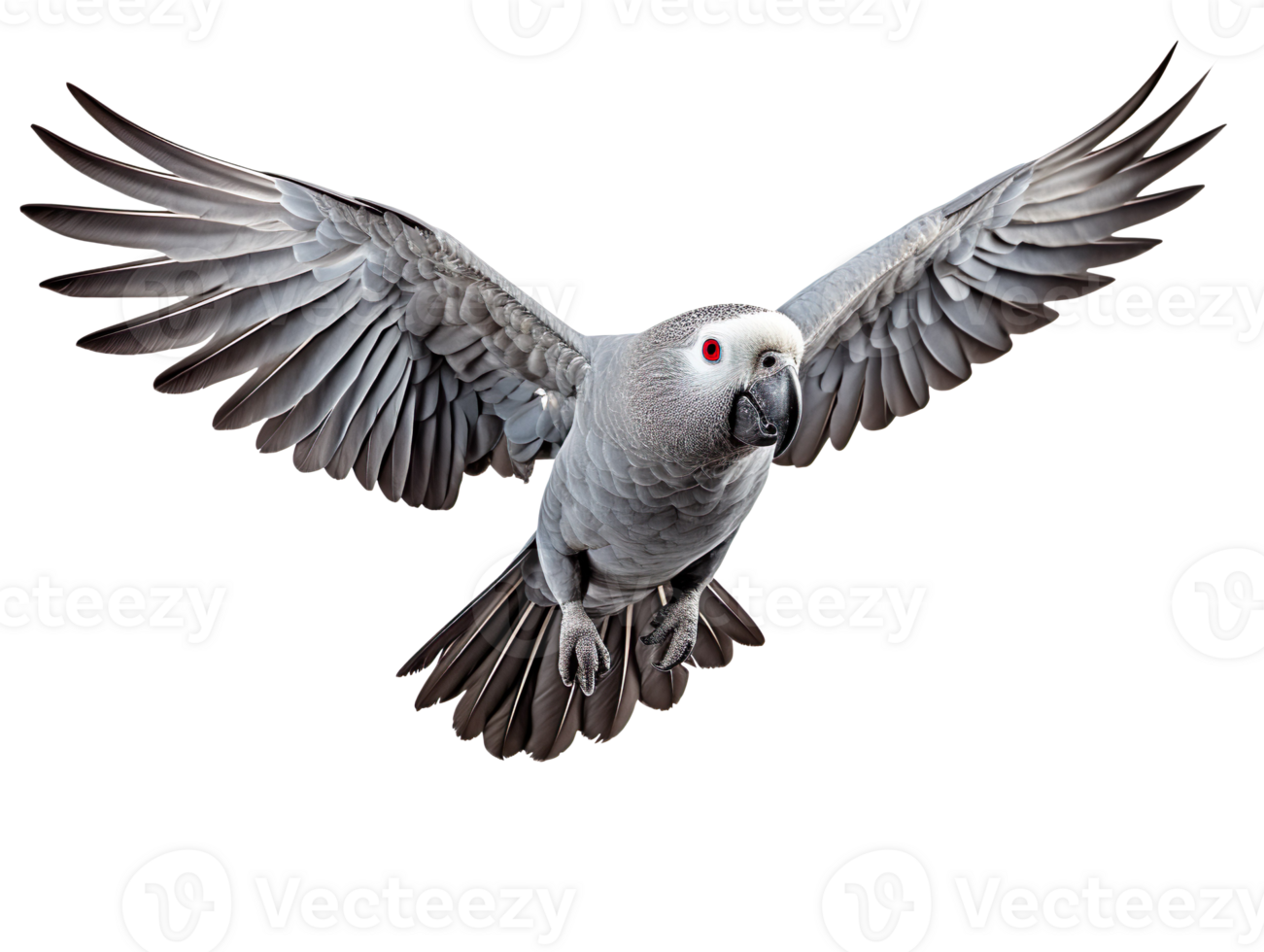 Flying african grey parrot isolated on transparent background png