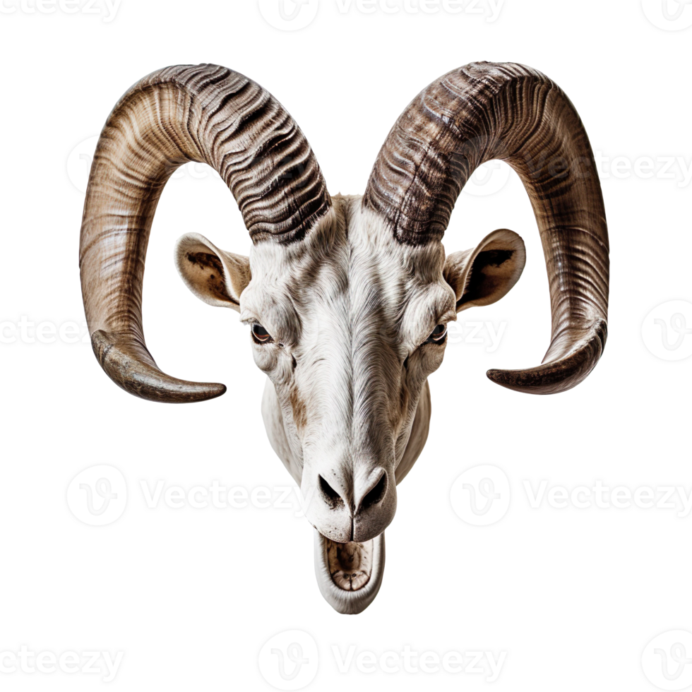 goat skull isolated on transparent background png