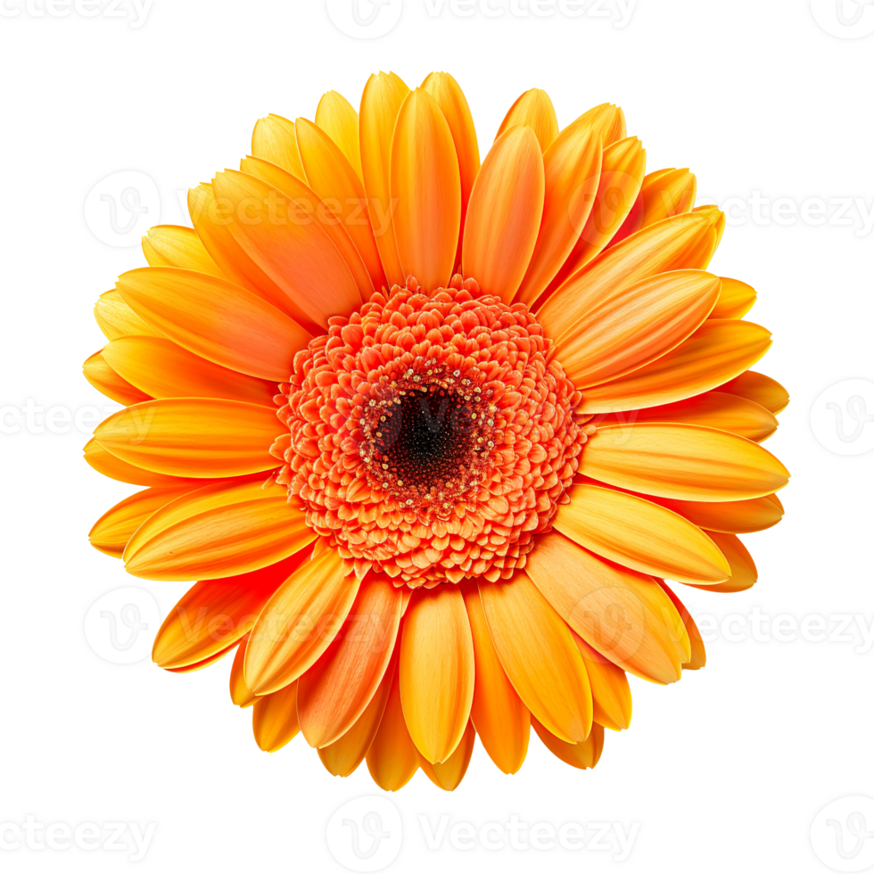 gerbera flower isolated on transparent background png