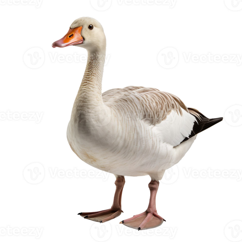 goose isolated on transparent background png
