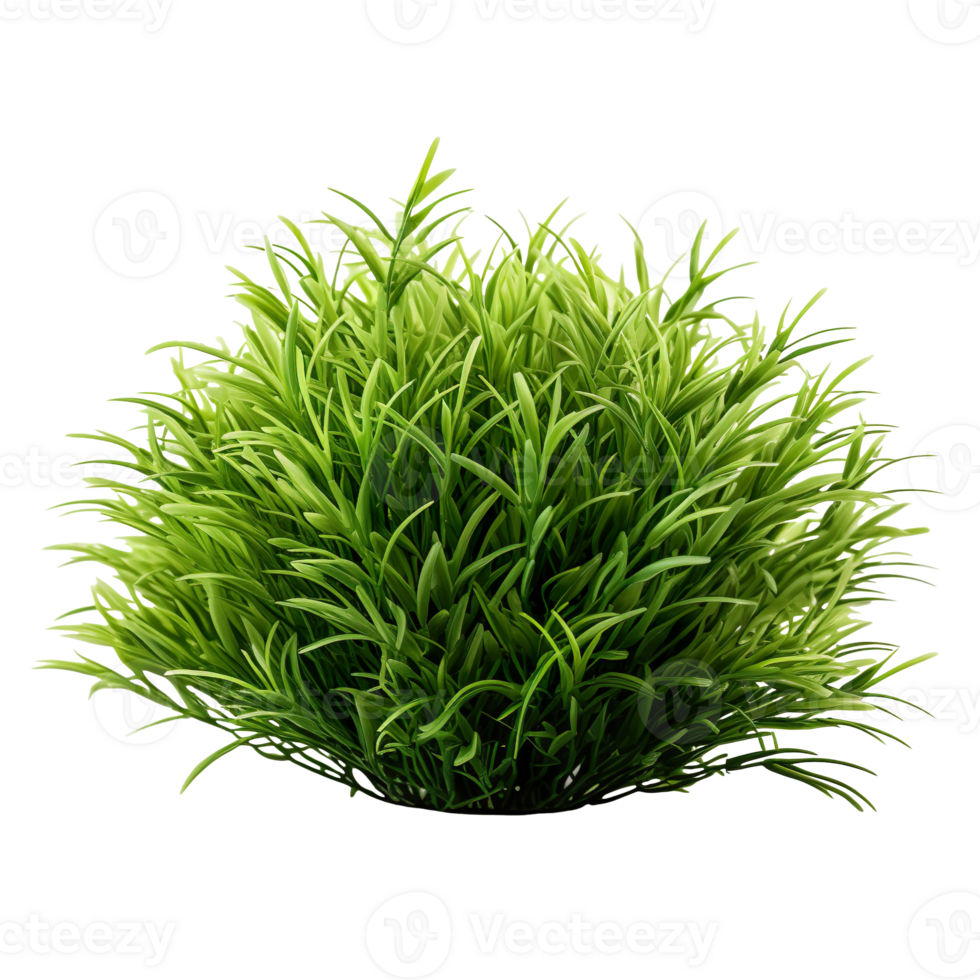 grass bush isolated on transparent background png