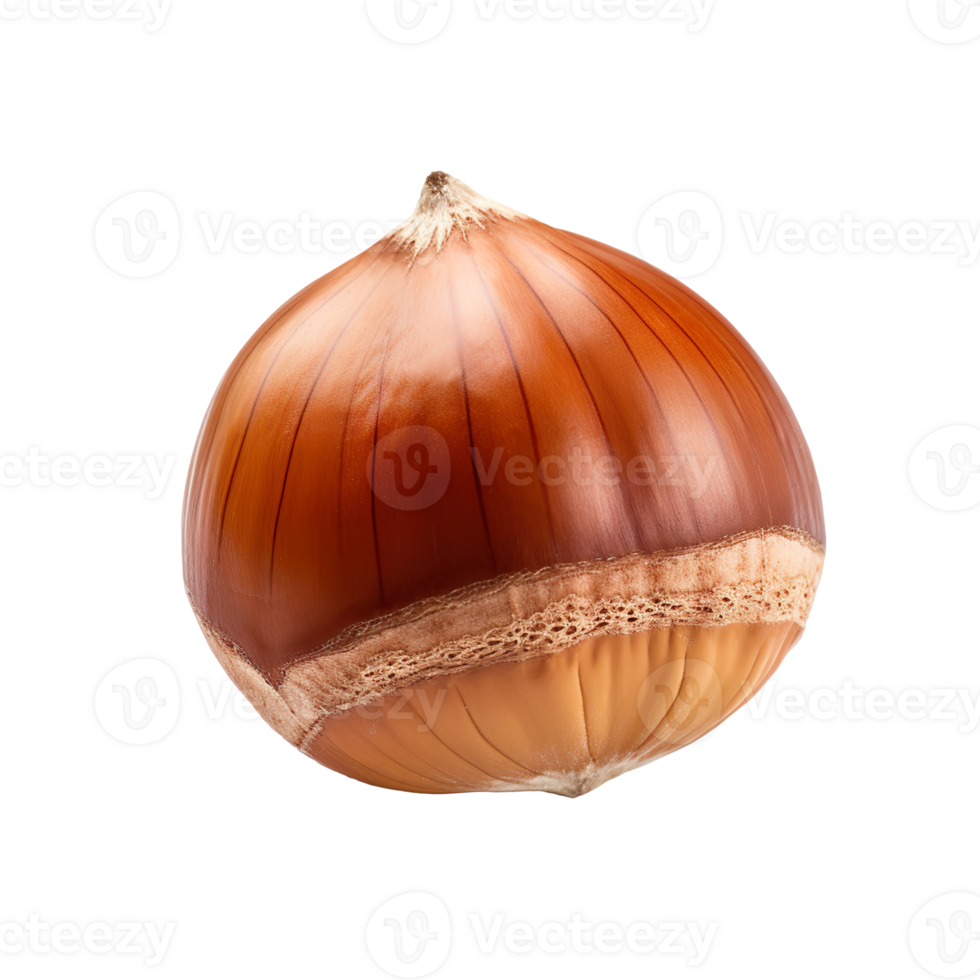 Hazelnut isolated on transparent background png