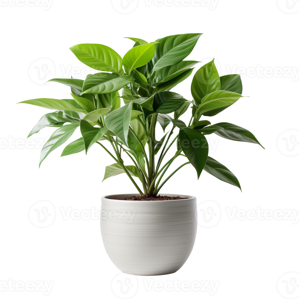House plant in a pot isolated on transparent background png