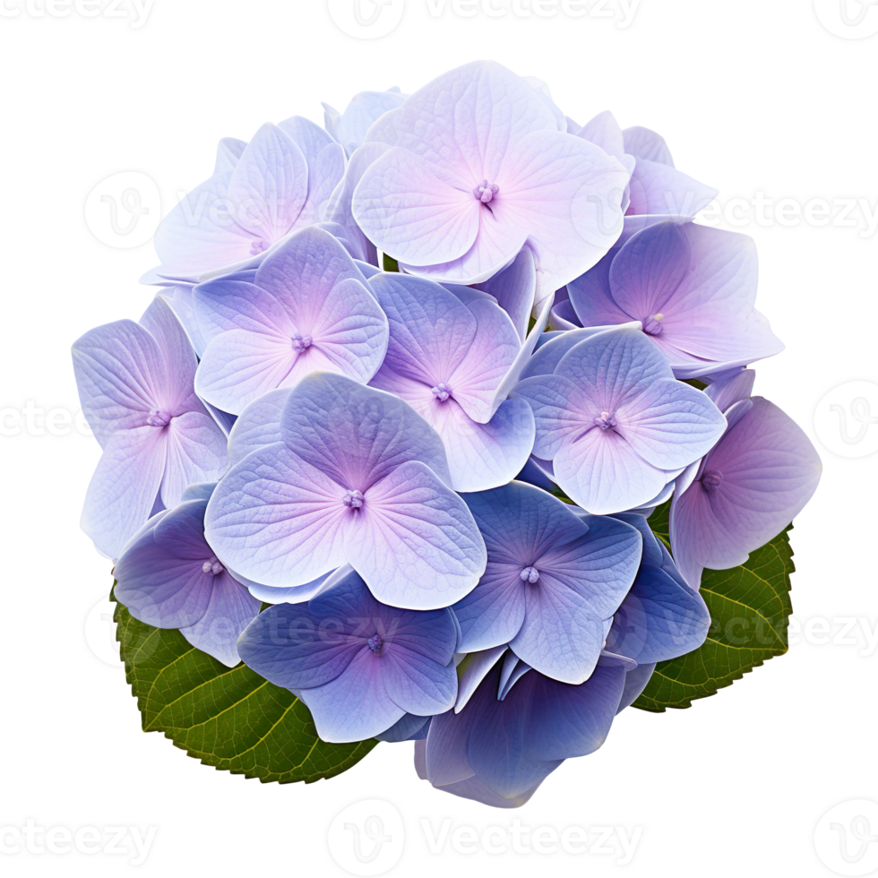 Hydrangea flower isolated on transparent background png