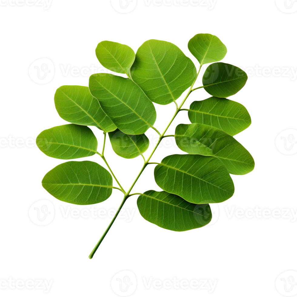 Moringa leaf isolated on transparent background png