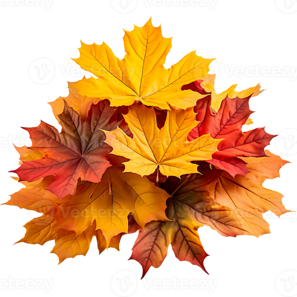 Pile of autumn colored maple leaves isolated on transparent background png