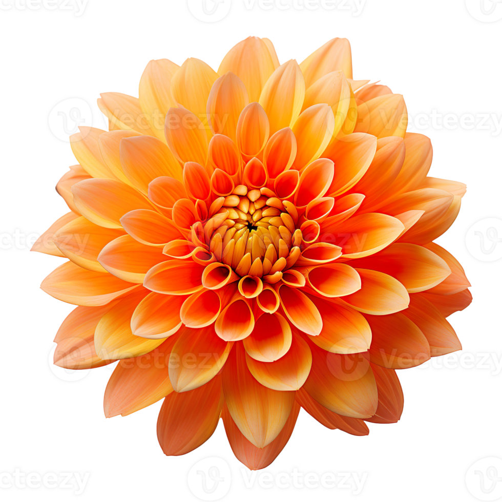 orange chrysanthemum flower isolated on transparent background png