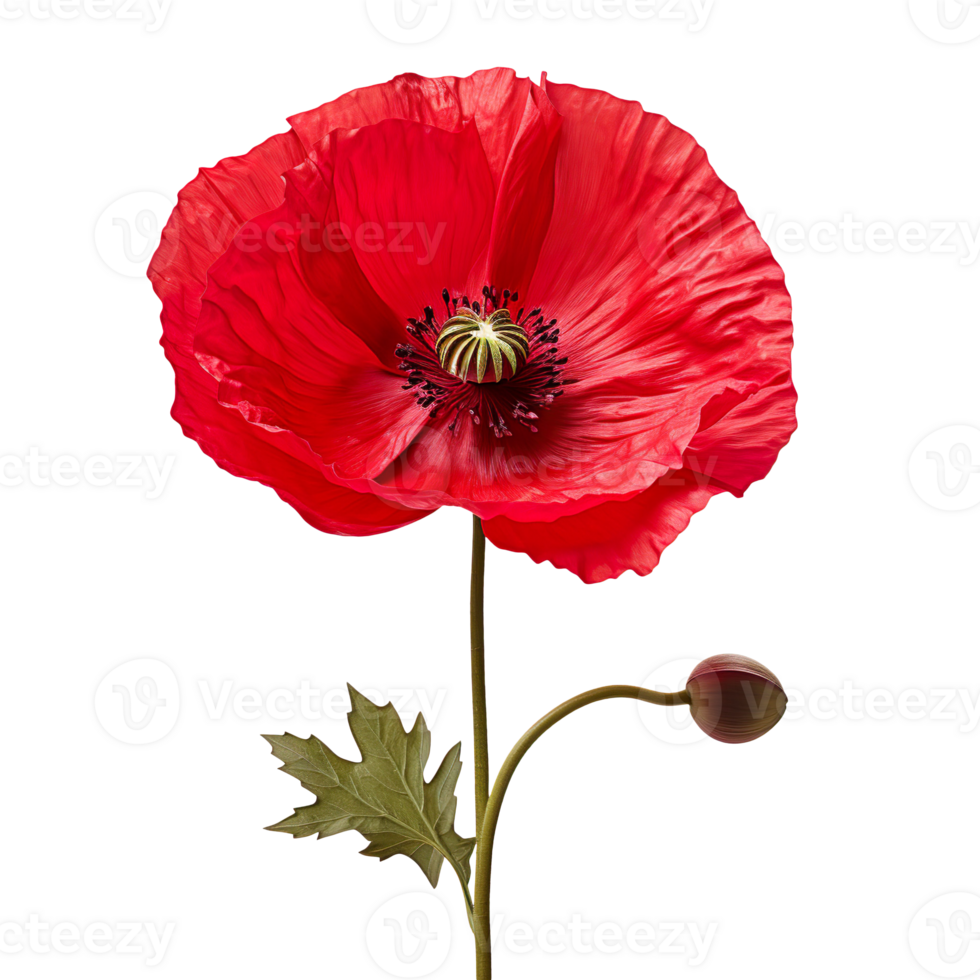 red poppy flower isolated on transparent background png