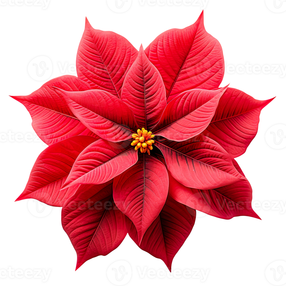 Poinsettia flower isolated on transparent background png