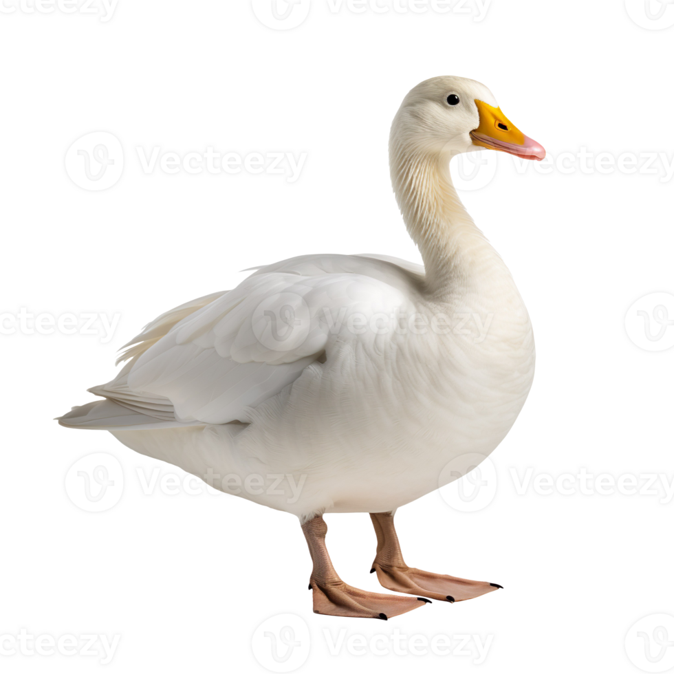 white duck isolated on transparent background png