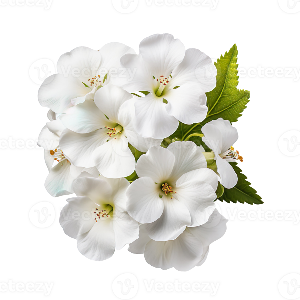 White primrose flower isolated on transparent background png