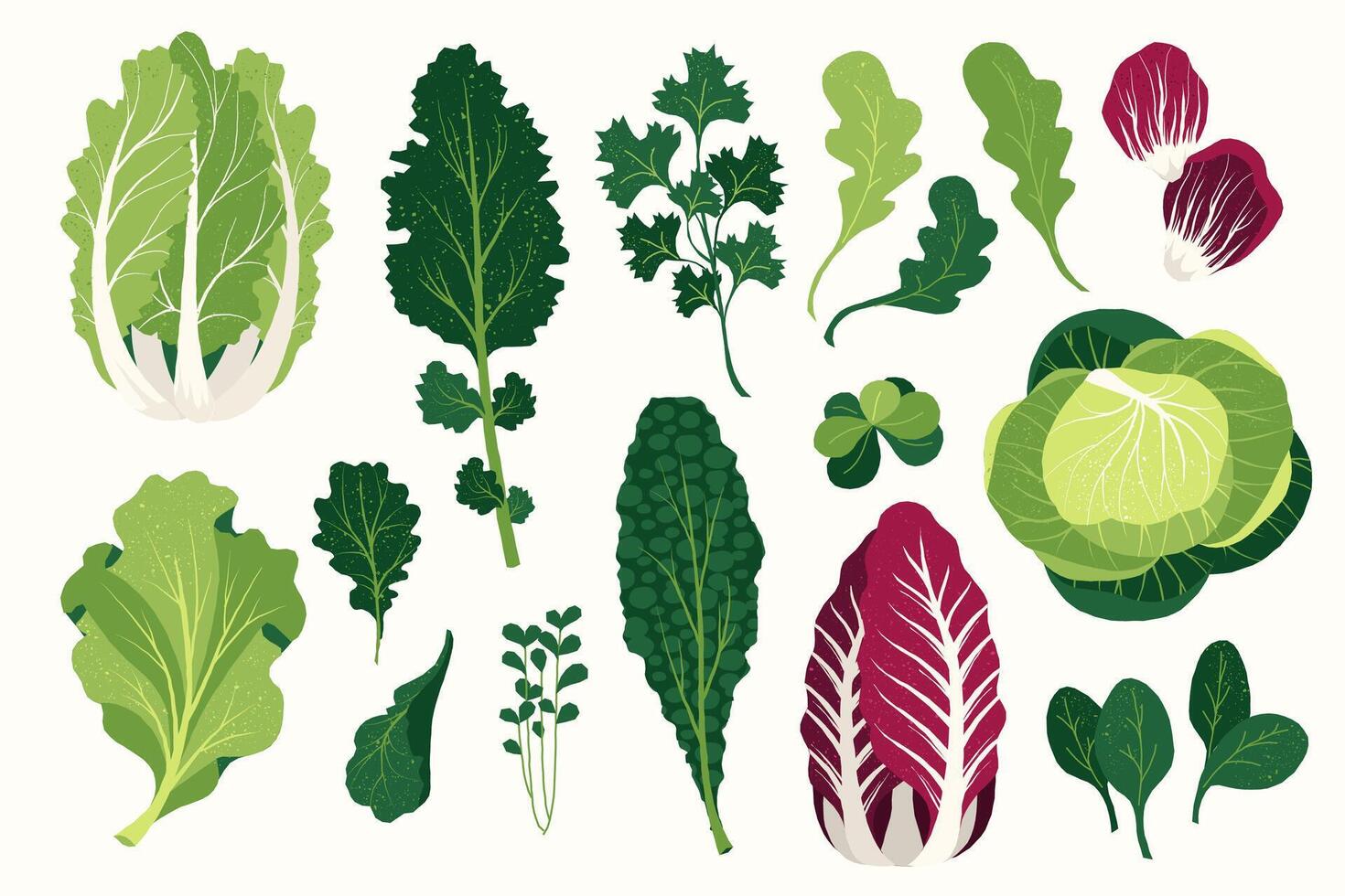 Fresh salad leaves. Cartoon organic green herbs and spices, flat farm arugula basil dill cilantro parsley tarragon plants. isolated set vector
