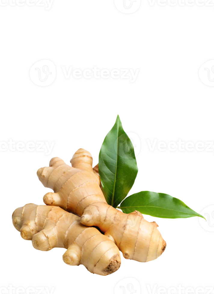Ginger on an isolated background for design png