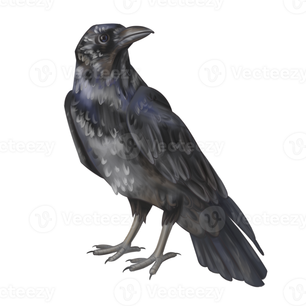 The black raven. A feathered bird, a flying animal. Halloween decoration of the yard and garden. Autumn festivals, rustic-style celebrations. Harvesting in the fields. Isolated digital illustrations png