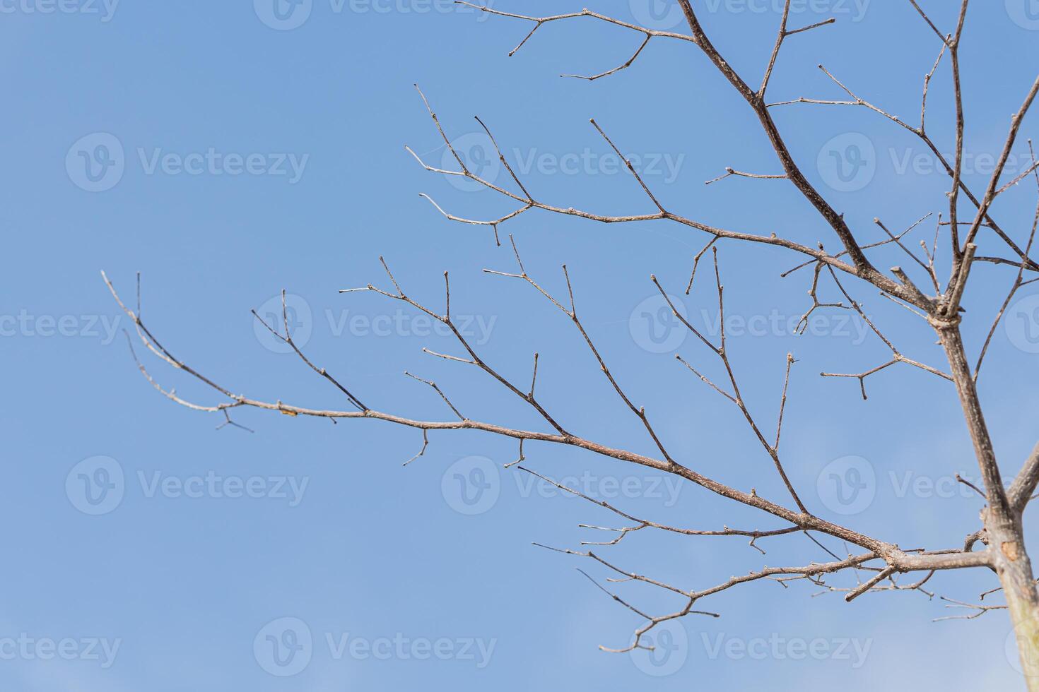 A bird is perched on a tree branch photo