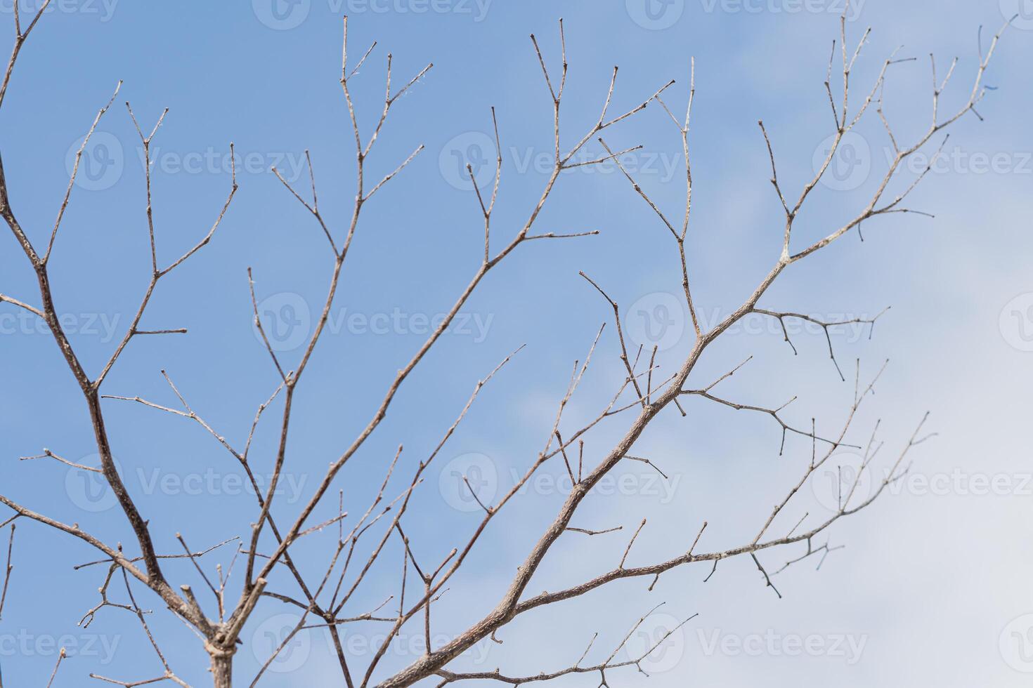 A bird flying in the sky photo